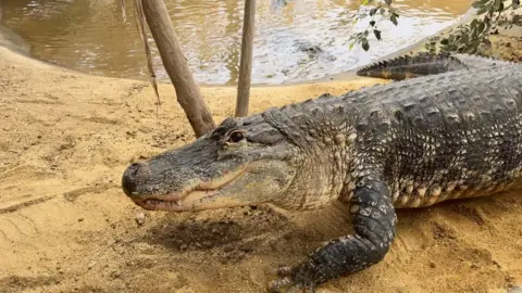 A crocodile walking through an enclosure at a zoo.