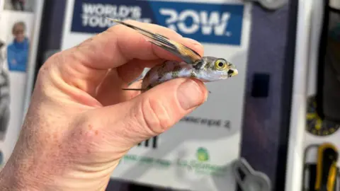 Atlantic Sea Donkeys A hand holding a flying fish with a boat hatch in the background.