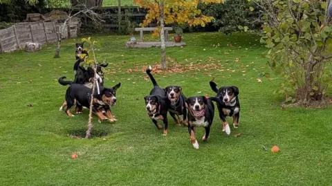 Chris Platt Entelbucher Mountain Dogs playing in a garden, there are only 150 in the UK and breeders say they need to import young puppies to avoid in-breeding 