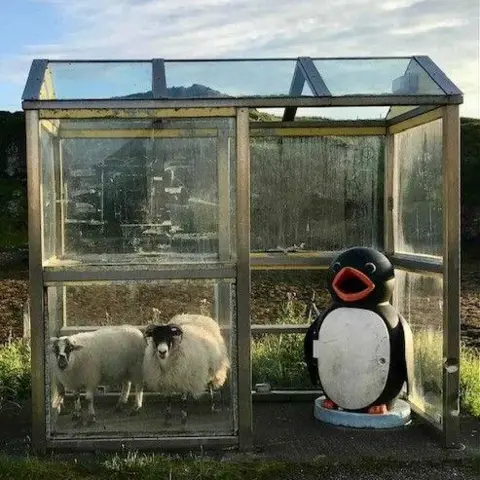 Elizabeth Whyte Two sheep in a rural bus stop, next to a penguin (not a real one, some kind of penguin structure, possibly a bin as it has a wide open mouth), with grassy land behind.