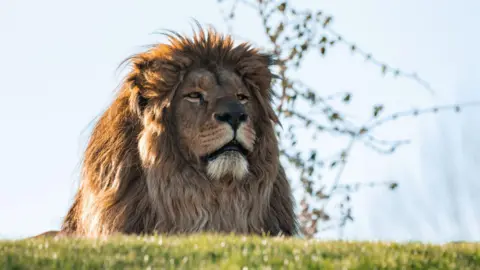 A male lion with a big bushy mane looks proudly over a hill. 