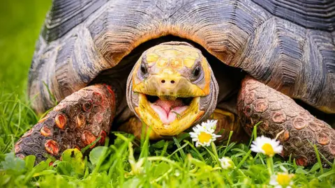 Jacki Gordon Red-footed tortoise