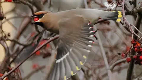 A small brown bird with a berry in its beak is perched on a tree