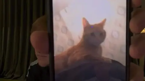 Tiktok/@angrygingeh13 An iphone is being held up to a camera and the screen shows a picture of a ginger cat sitting on someone's shoulder.