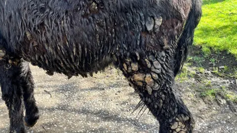 Barnhills Donkey Sanctuary Close-up of a black donkey which has severe matting which has turned brown. The donkey is malnourished as it stands on farmland.