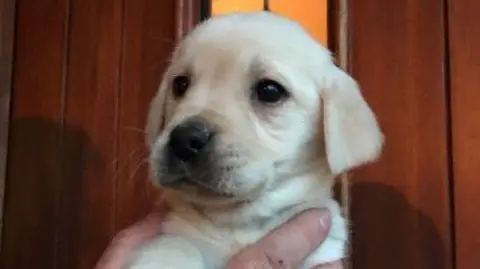 One of the puppies sold by Richard Butler - a white dog looks to the right as someone holds it up.