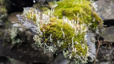 Friends of the Lake District A close-up picture of green moss with tendrils of a lighter green poking out of the moss.