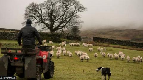 A farmer on a quad with dog and sheep in fields