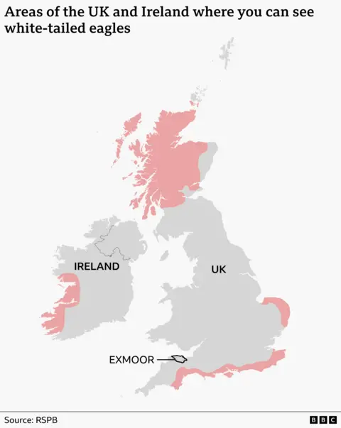 A BBC map showing the UK and Ireland with the areas where you can see white-tailed eagles highlighted in pink. The largest area where the eagles are resident is the Scottish Highlands and the Hebrides, with only a small area on the east coast of Scotland not included. The eagles can also be found in the southern Orkney Islands. In England, they are resident along the Norfolk coast and along the south coast from Kent to Devon. In Ireland, they can been seen on the west coast from Kerry to Galway. Map source: RSPB.