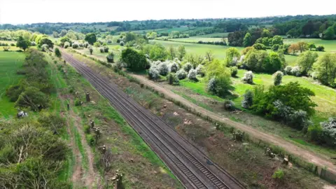 Tree stumps along the railway line
