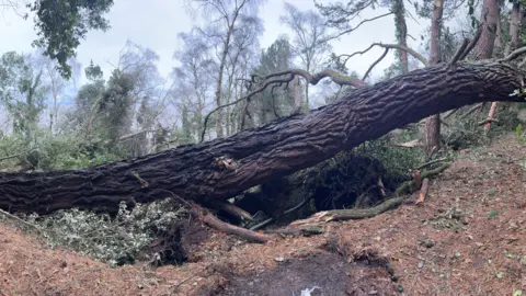 A large tree that has toppled over during the storms. It is lying at a 45 degree angle and beneath it are crushed branches and foliage on the ground. In the background there are other trees still standing but blowing in the wind. 