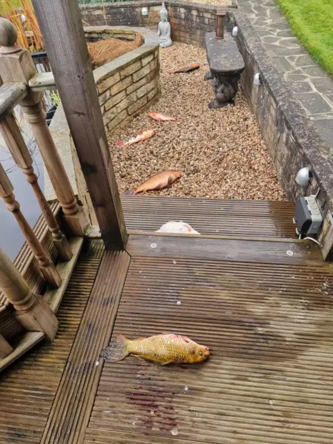 Steven Smith Six Koi carcasses lie scattered on a path beside a pond and on the steps of some decking.