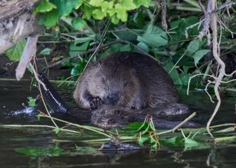 Peter Wilkinson Mummy beaver with her three kits on the River Ericht