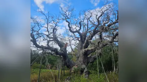 Visit Sherwood Forest The Major Oak pictured after a limb fell off. There are blue skies above.