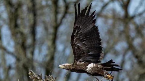 Hemlock the Eagle flying