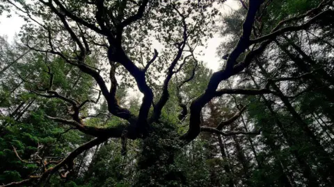 Lois Foggo A large oak tree viewed from below. It has a number of sprawling branches spreading out from the central trunk in all directions. Sections of the lighter-coloured sky are visible through the branches.