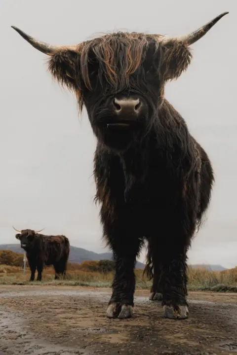 Declan Friel Highland cattle