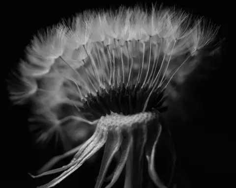 Kate Snow closed up the dandelion