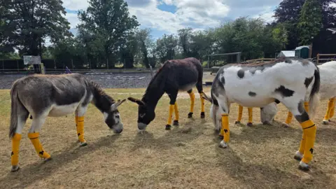 Donkey E.A.R.S Four donkeys are grazing on grass. They are various patterns and colours including white and brown or fully brown. They all have gold coloured socks on each leg which have the wolverhampton wanderers wolf logo on them
