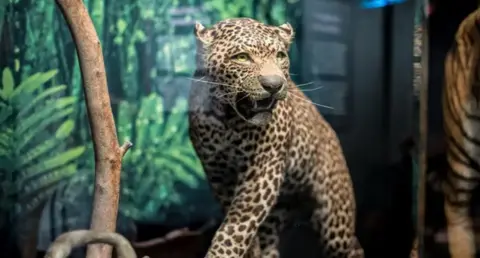 Leicester City Council Stuffed leopard