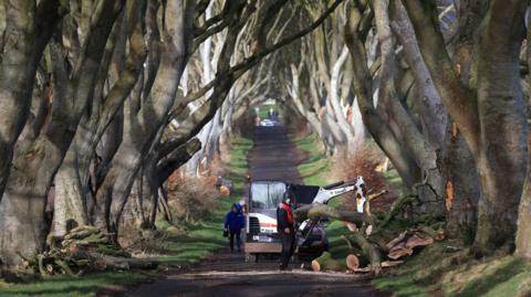 The iconic Dark Hedges, made famous by the HBO series Game of Thrones, took a battering during the storm