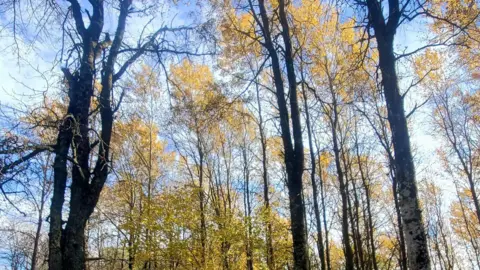 Trees for Life Aspen trees during autumn. The trees are bare but the leaves that do remain are a bright golden yellow. They sit against a light blue sky. 