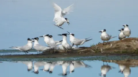 PA Media Sandwich terns on a small island in a lagoon. One bird flies on to the island. 