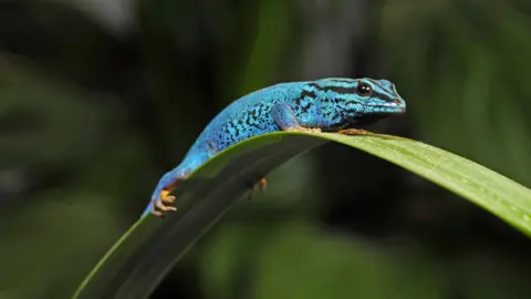 Bristol Zoological Society A picture of a turquoise dwarf gecko, pictured sitting on a large green leaf. The gecko is a bright turquoise and is pictured sitting on a long green leaf.  