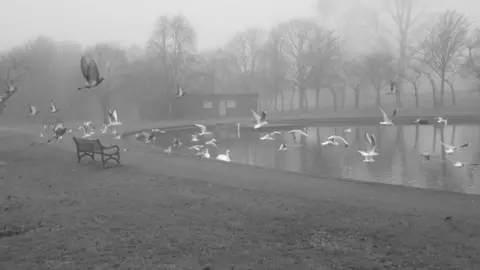 Eric Brawley Flocks of pigeons and seagulls in a black and white photo crossing a misty pond.