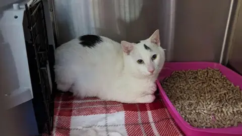 RSPCA White cat with black patches sat next to a tray of cat litter