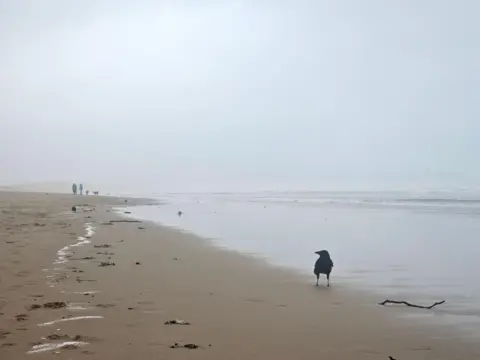 BBC Weather Watchers/Figaro A general view of the sandy beach at South Shields. A crow is standing on the shore, which is wet from the receding tide. The whole area is covered in a light mist. Two people are walking two dogs in the distance.