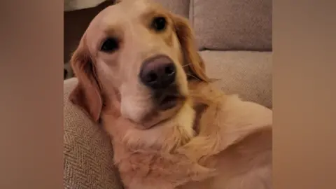 Larissa Lewis A golden retriever sits on a beige sofa. She has a lopsided face and her cheek is swollen and puffy. 