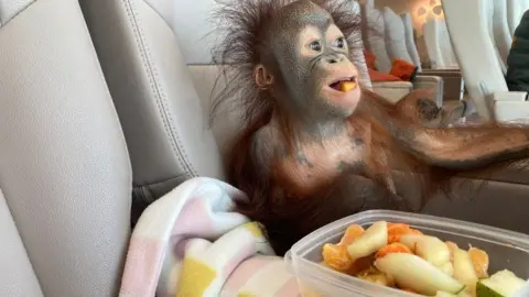 Dark orange orangutan sat in cream leather seat with blanket and a plastic tub of fruit.