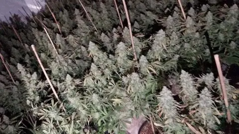 Lancashire Police Hundreds of cannabis plants with bamboo sticks at the Burnley property