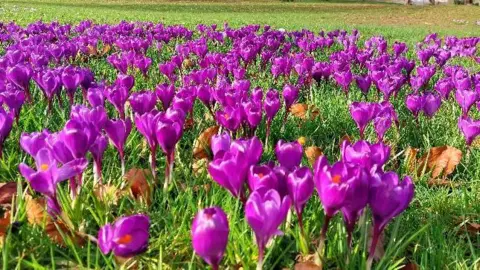 Lynn A large number of small purple flowers in a grassy field
