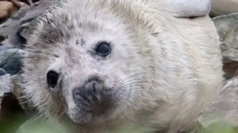 Donna De Gruchy A close-up of a seal pup's face looking at the camera. The seal has white fur with brown above its head. It has black eyes and whiskers around its nose. The seal pup is on some grey rocks and is on its side.