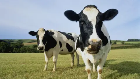 Getty Images A stock image of two black and white cows in a grassy field 