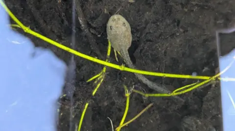 Durrell Wildlife Conservation Trust A released tadpole. The camera is over the top of the tadpole which has been released into water. The species body shape is oval with a long tail. It is resting on soil under the water.