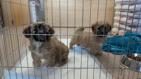 RSPCA Two brown puppies with white stomachs looking through the bars of a crate.