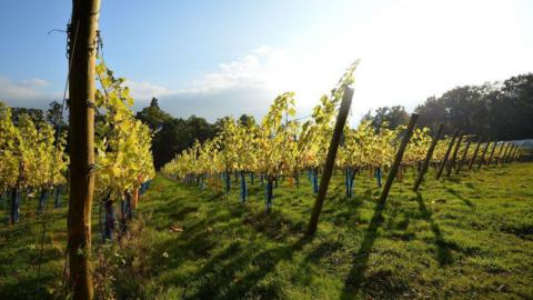 Vineyards at Plumpton College