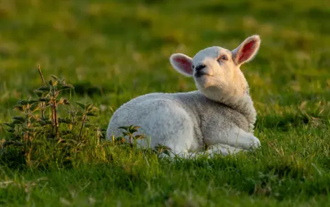 Allan Donaldson A lamb looking over its shoulder lies in a field of grass