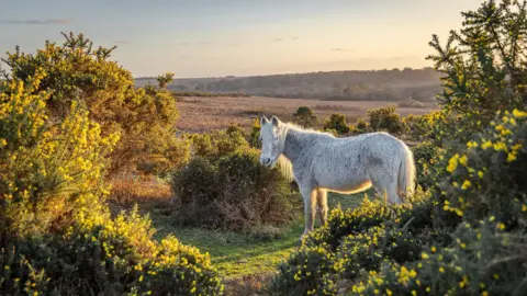 A white pony stands in the foreground looking into the lens of the camera and is surrounded by green countryside. 