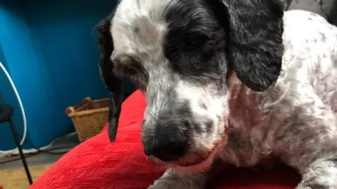 Paul Marston Cockapoo Duprie