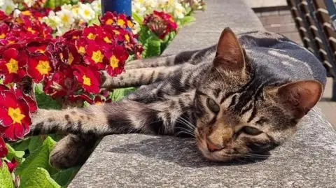 Caroline Oakes Tilly the cat