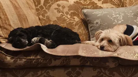 Ruth Doyle Two smaller dogs lying on a sofa.