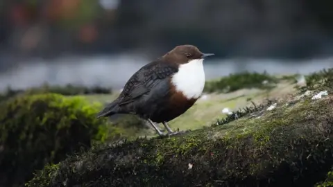 A dipper bird with a bright white breast and tiny black beak and eyes. The rest of it is a dark black and brown colour. It is sitting on top of a mossy rock