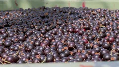 many blackcurrants inside a large container
