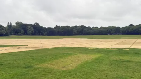 A large patch of yellow grass on a large field where boards were placed. A row of trees and contrasting green grass are in the background.
