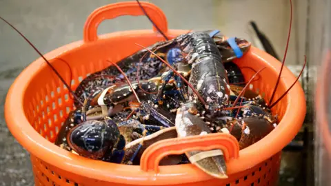 A basket filled with live lobsters sits on a wet surface. The lobsters have rubber bands around their claws, and their long antennae extend over the edge of the bright orange plastic basket.