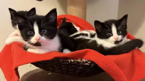 A basket of black and white kittens 